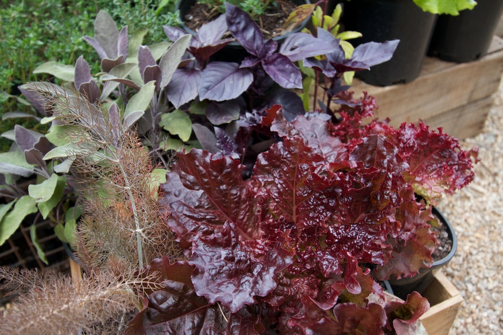 Bronze, purple and red-leafed herbs and vegies